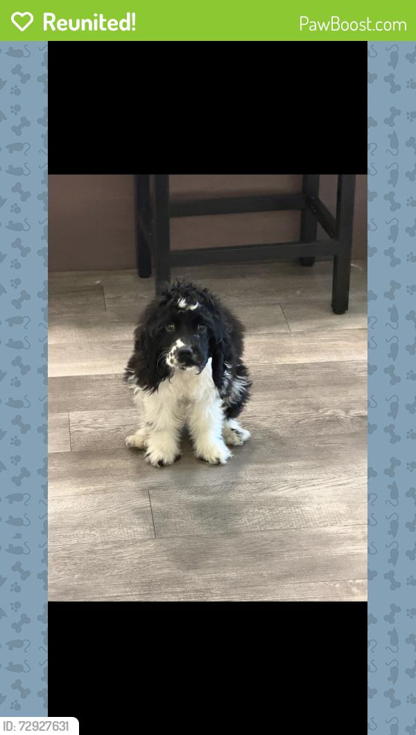 Reunited Male Dog last seen apmt complex , Salt Lake City, UT 84101