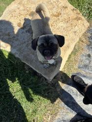 Lost Female Dog last seen Near pearl ave fort worth tx 76106 around by the park nearby , Fort Worth, TX 76106