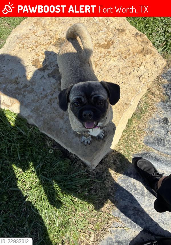 Lost Female Dog last seen Near pearl ave fort worth tx 76106 around by the park nearby , Fort Worth, TX 76106