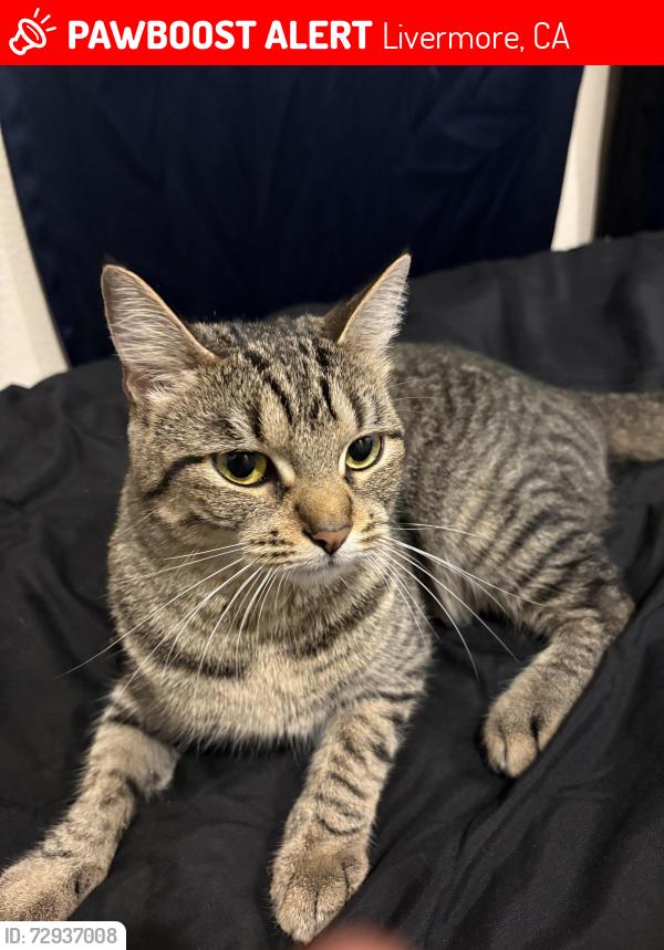 Lost Unknown Cat last seen Last found near 613 NP ST , Livermore, CA 94551
