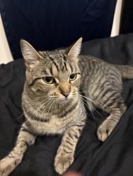 Lost Unknown Cat last seen Last found near 613 NP ST , Livermore, CA 94551