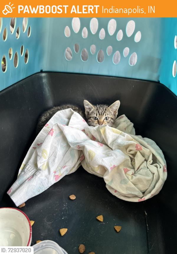 Found/Stray Unknown Cat last seen Pinehill in Lawrence , Indianapolis, IN 46235