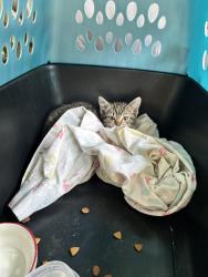 Found/Stray Unknown Cat last seen Pinehill in Lawrence , Indianapolis, IN 46235