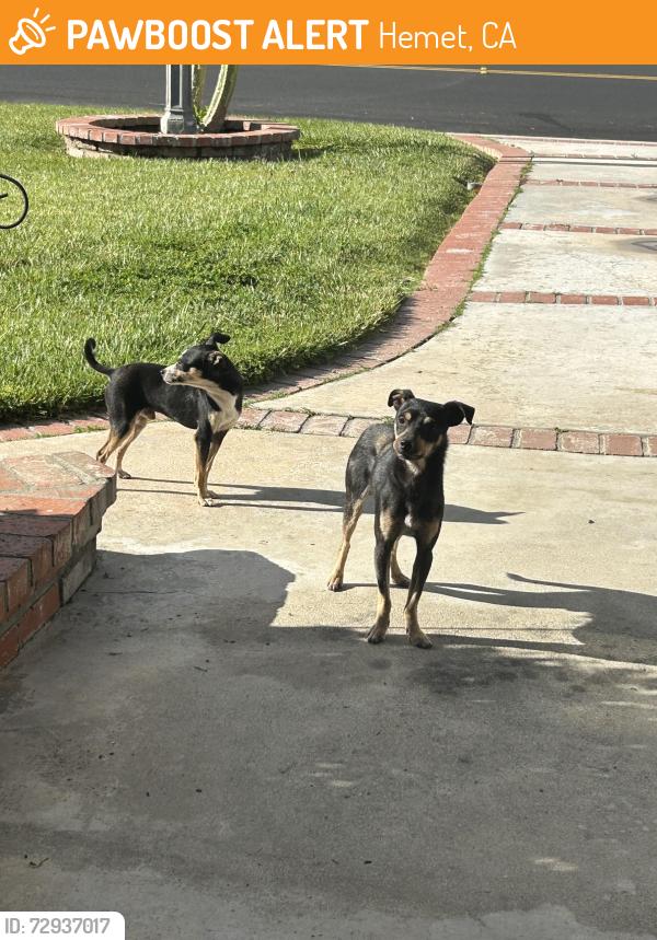 Found/Stray Male Dog last seen Greenheaven , Hemet, CA 92544