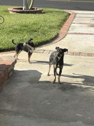 Found/Stray Male Dog last seen Greenheaven , Hemet, CA 92544