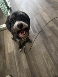Found/Stray Male Dog last seen n/a, Auburndale, FL 33823