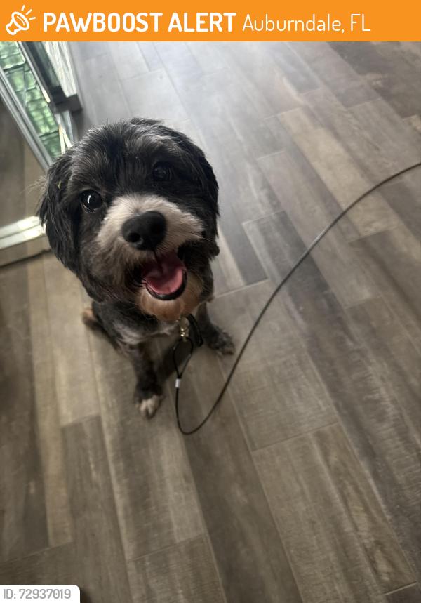 Found/Stray Male Dog last seen n/a, Auburndale, FL 33823