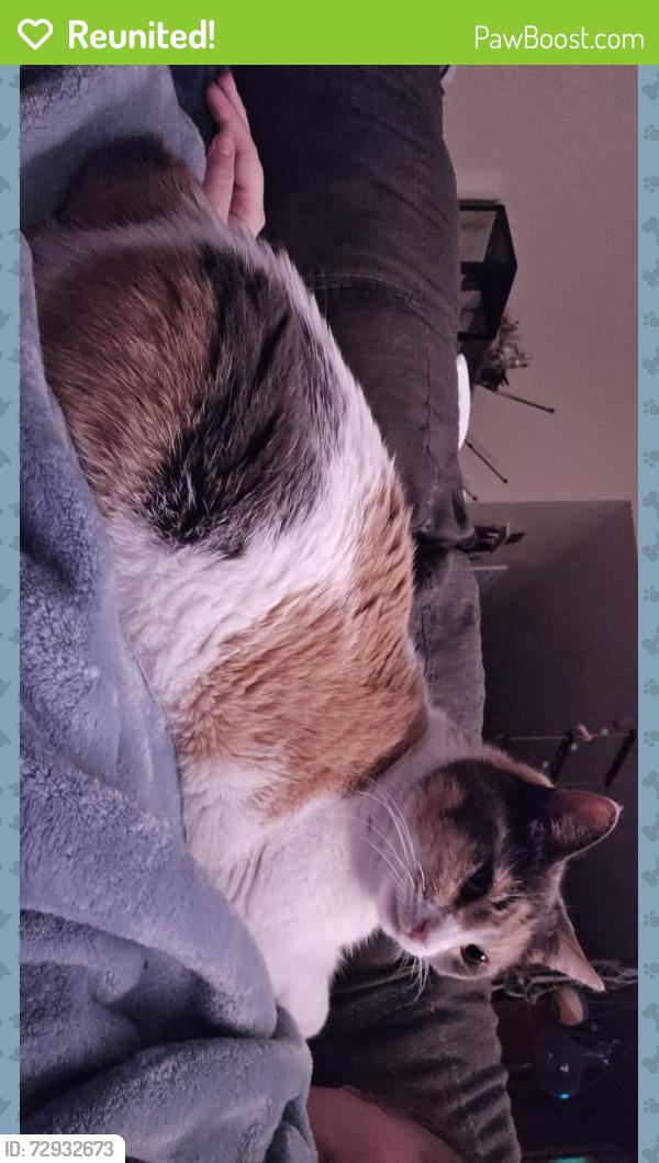 Reunited Female Cat last seen Near W Delmar St, Springfield, MO 65802, USA, Springfield, MO 65802