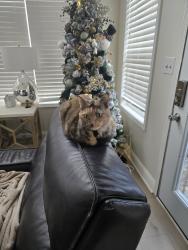 Lost Female Cat last seen Gardner Road, Henry County, GA 30281