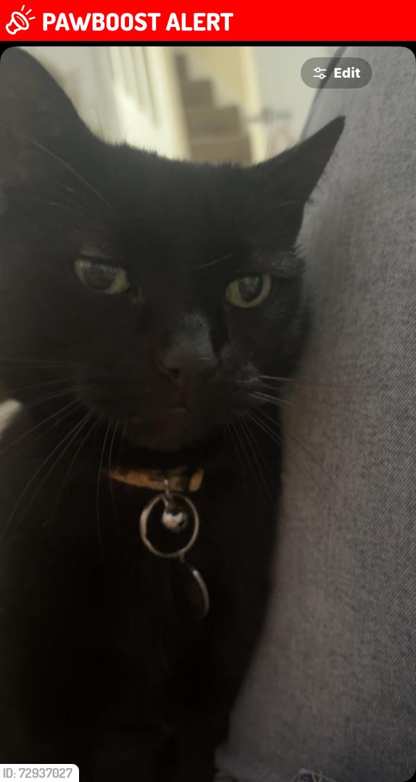 Lost Male Cat last seen Upper Cambourne , Cambourne, England CB23