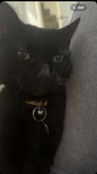 Lost Male Cat last seen Upper Cambourne , Cambourne, England CB23