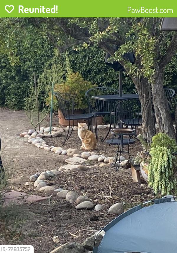 Reunited Unknown Cat last seen Blackthorne Ave, El Cajon CA , El Cajon, CA 92020