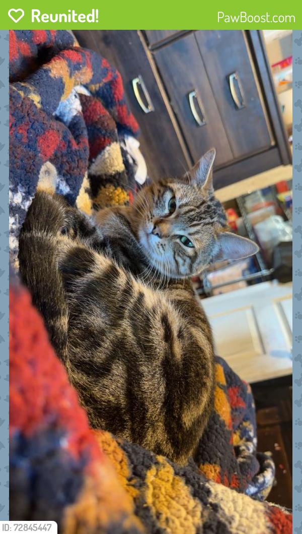 Reunited Male Cat last seen First St & Kern Ave. , Gilroy, CA 95020