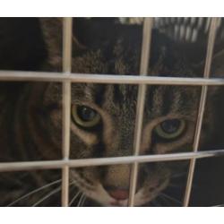 Lost Male Cat last seen Harpersquare apmts , Virginia Beach, VA 23454