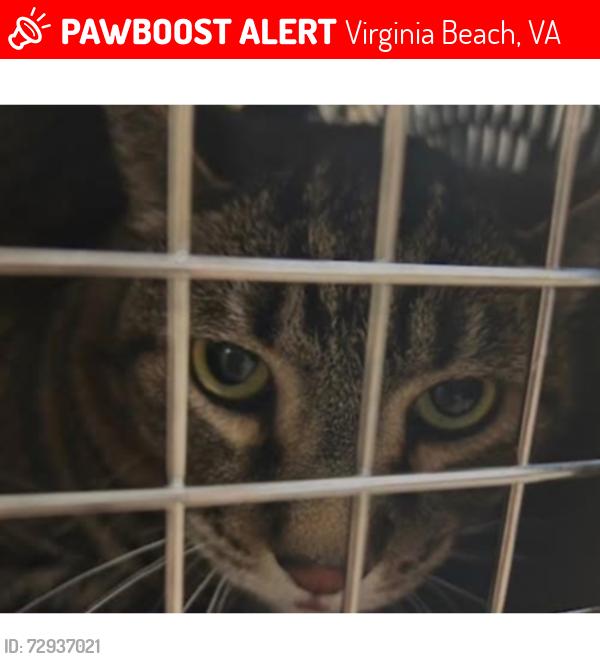 Lost Male Cat last seen Harpersquare apmts , Virginia Beach, VA 23454