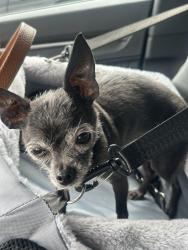 Reunited Female Dog last seen Thornton Grove Boulevard & Brick Church Pike, Nashville, TN 37207