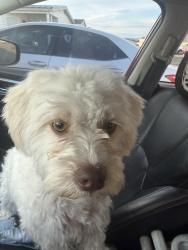 Reunited Female Dog last seen Walmart federal way, Federal Way, WA 98003