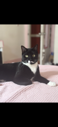 Reunited Male Cat last seen Main st , Worcester, MA 01603