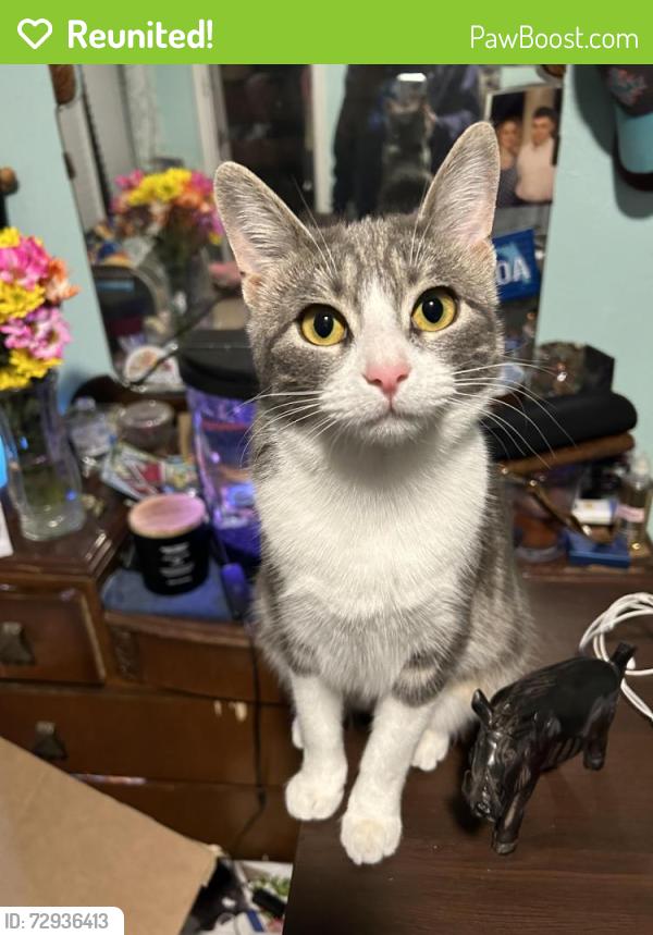 Reunited Female Cat last seen goliad , Rockwall, TX 75087