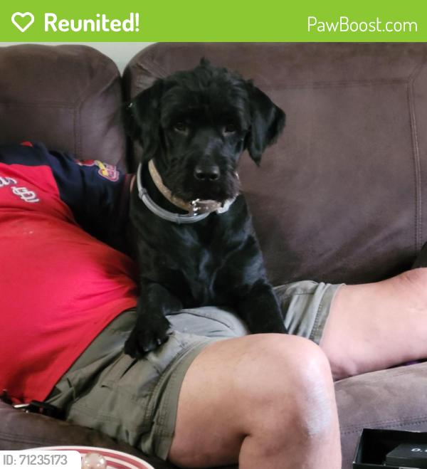 Reunited Male Dog last seen Mendenhall and owen, Memphis, TN 38122