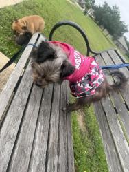Reunited Female Dog last seen vernal glen cir, Harris County, TX 77388
