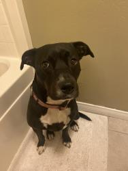 Lost Female Dog last seen Langston Jonah st Pacheco Bakersfield, Bakersfield, CA 93307