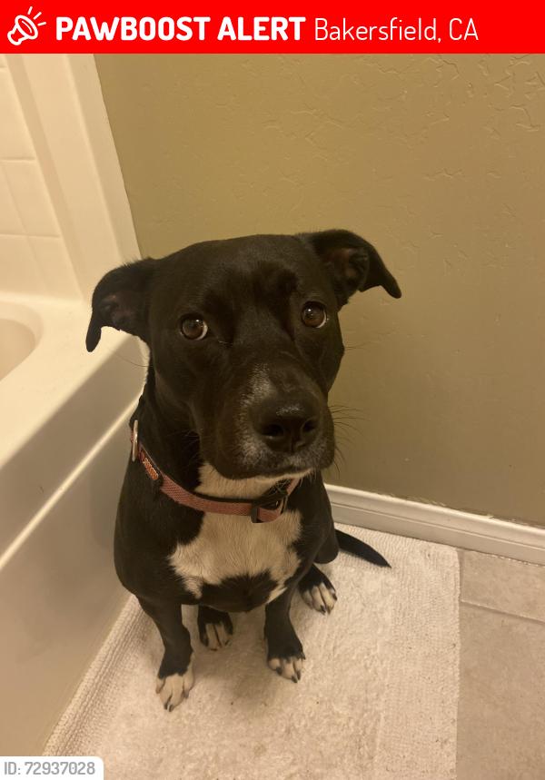 Lost Female Dog last seen Langston Jonah st Pacheco Bakersfield, Bakersfield, CA 93307