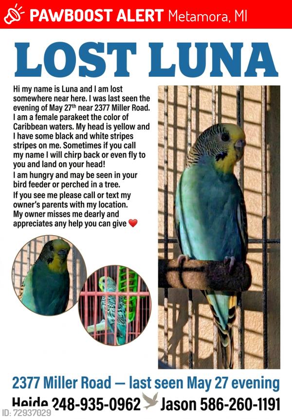 Lost Female Bird last seen Miller Rd and West Rd area, Metamora, MI 48455
