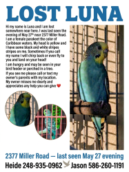 Lost Female Bird last seen Miller Rd and West Rd area, Metamora, MI 48455