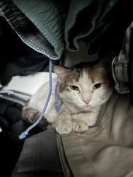 Reunited Female Cat last seen Desert Gorge Dr & Rita Road in Tucson, AZ , Tucson, AZ 85747