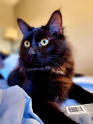 Reunited Male Cat last seen Kyrene and La Jolla Drive , Tempe, AZ 85282