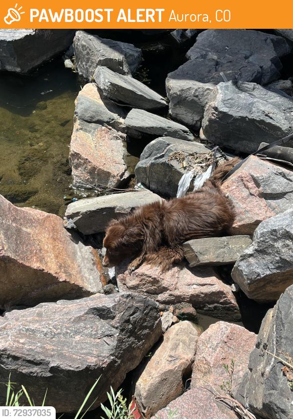 Found/Stray Unknown Dog last seen 6th and Dillion way, Aurora, CO 80011