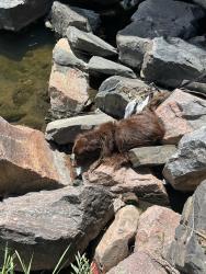 Found/Stray Unknown Dog last seen 6th and Dillion way , Aurora, CO 80011