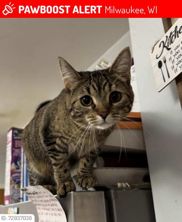 Lost Female Cat last seen Wilson Park by 13th St , Milwaukee, WI 53221