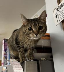 Lost Female Cat last seen Wilson Park by 13th St , Milwaukee, WI 53221