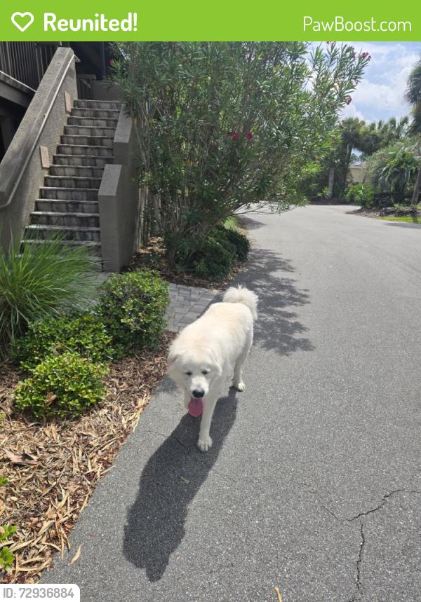 Reunited Male Dog last seen Baymeadows Park Dr W and Cypress Green Dr , Jacksonville, FL 32256