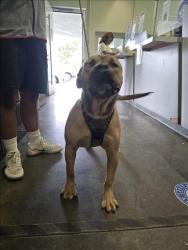Shelter Stray Male Dog last seen , Los Angeles, CA 90047