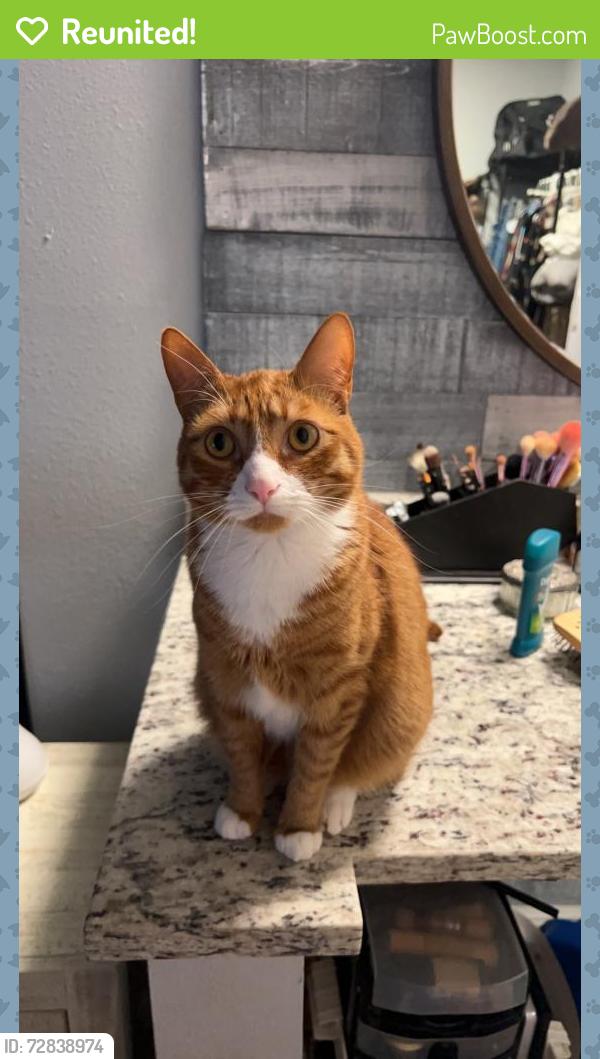 Reunited Male Cat last seen Middelbrook road, fountains cndmniums , Orlando, FL 32811
