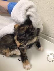 Shelter Stray Female Cat last seen 104TH AND COLORADO, Brighton, CO 80601
