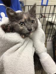 Shelter Stray Female Cat last seen 104TH AND COLORADO, Brighton, CO 80601