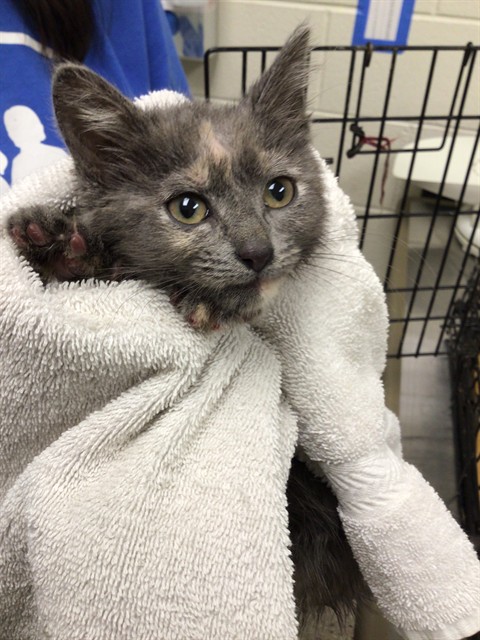 Shelter Stray Female Cat last seen 104TH AND COLORADO, Brighton, CO 80601