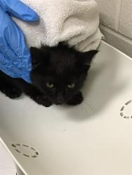 Shelter Stray Male Cat last seen 104TH AND COLORADO, Brighton, CO 80601