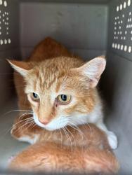 Shelter Stray Female Cat last seen Near BLOCK SW 38TH ST, Oklahoma City, OK 73129