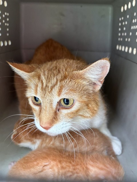 Shelter Stray Female Cat last seen Near BLOCK SW 38TH ST, Oklahoma City, OK 73129