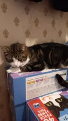Reunited Male Cat last seen Markland, Aylestone, Aylestone, England LE2