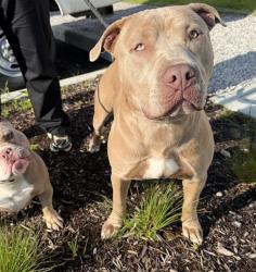 Shelter Stray Male Dog last seen Near , Indianapolis, IN 46221