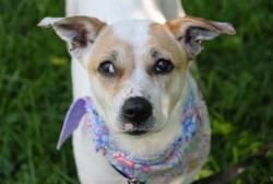 Shelter Stray Female Dog last seen Near BLOCK TAYLOR BLVD, Watterson Park, KY 40218
