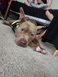 Shelter Stray Female Dog last seen Near BLOCK GARDEN GREEN WAY, Watterson Park, KY 40218