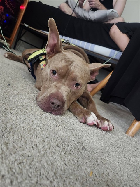 Shelter Stray Female Dog last seen Near BLOCK GARDEN GREEN WAY, Watterson Park, KY 40218
