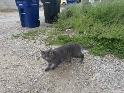 Found/Stray Unknown Cat last seen In the alley on 3rd and Michigan, near Lacquer Gallery and Saucy, Columbus, OH 43201